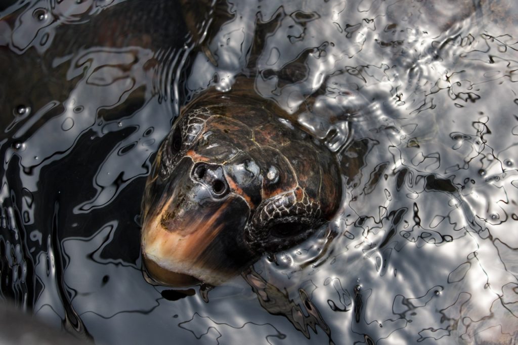 Tête de tortue caouanne, respirant à la surface ded l'eau. Photo prise en captivité dans le centre de soin d'Archelon à Glyfada en Grèce